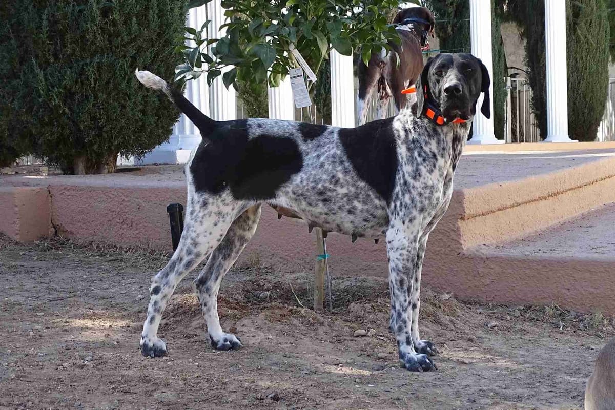 German Shorthaired Pointer Puppies breeder image 14
