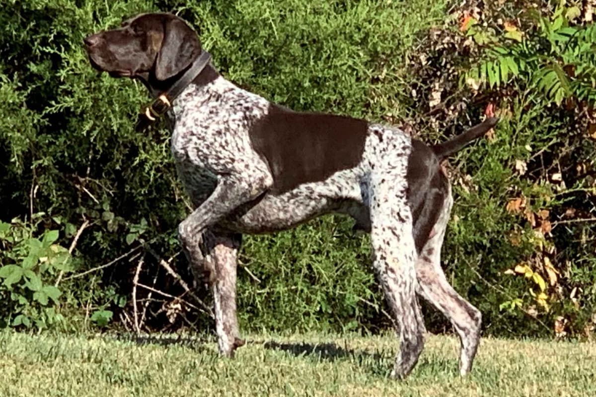 German Shorthaired Pointer Puppies breeder image 15