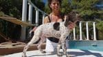 German Shorthaired Pointer Puppies breeder image 17