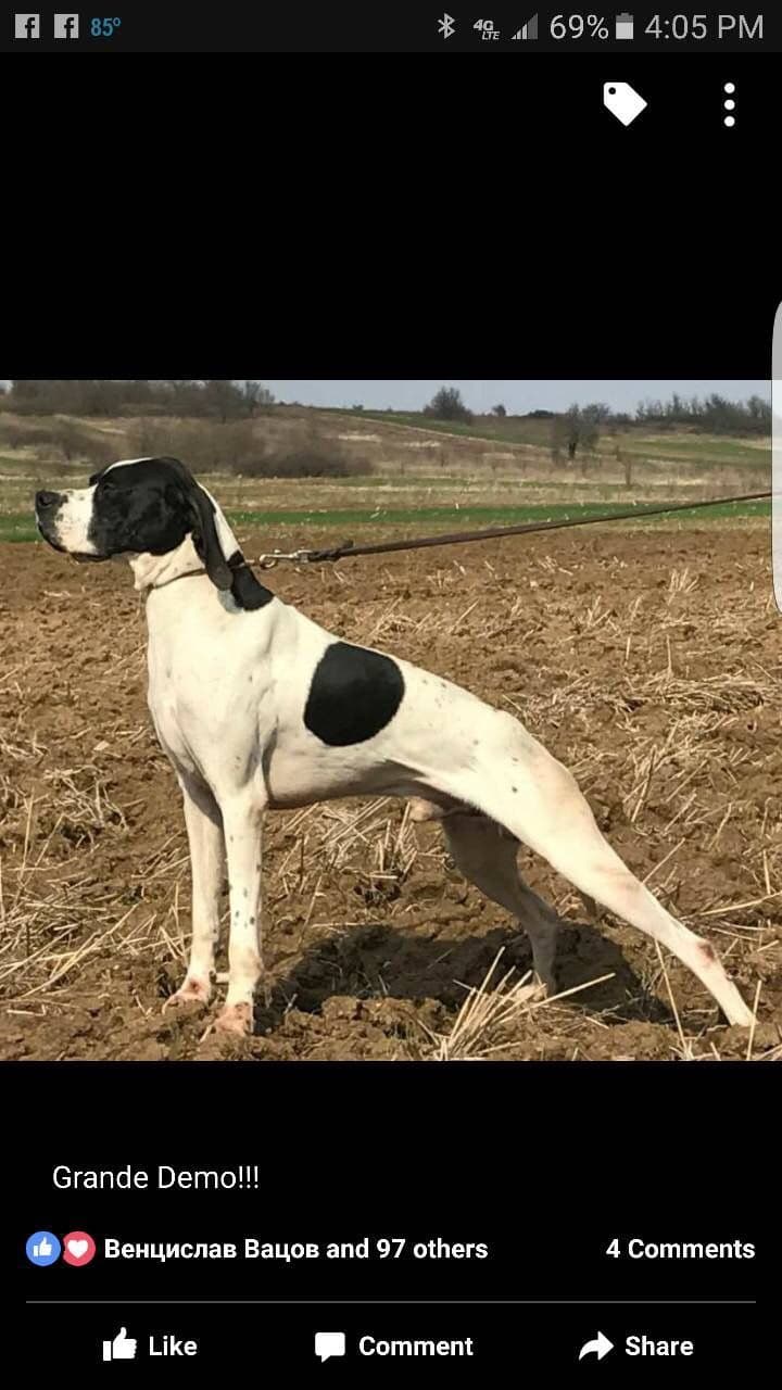 German Shorthaired Pointer Puppies breeder image 18
