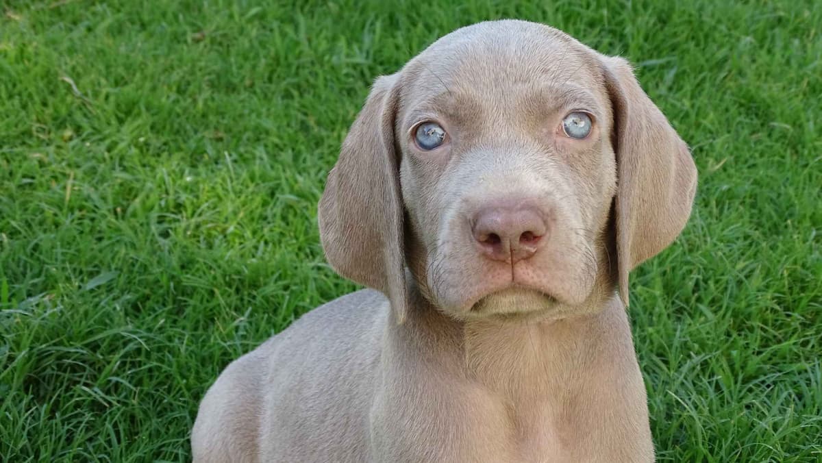 German Shorthaired Pointer Puppies breeder image 20