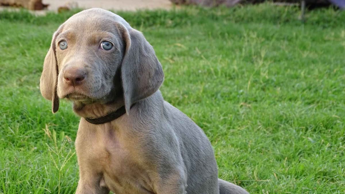 German Shorthaired Pointer Puppies breeder image 21