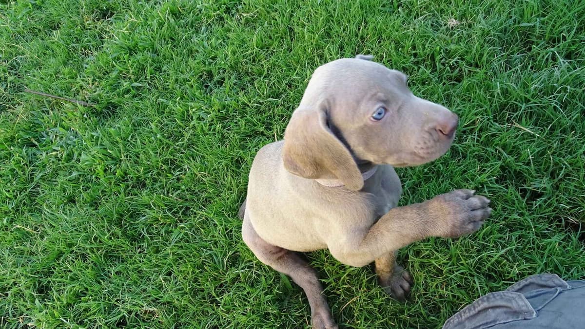 German Shorthaired Pointer Puppies breeder image 22