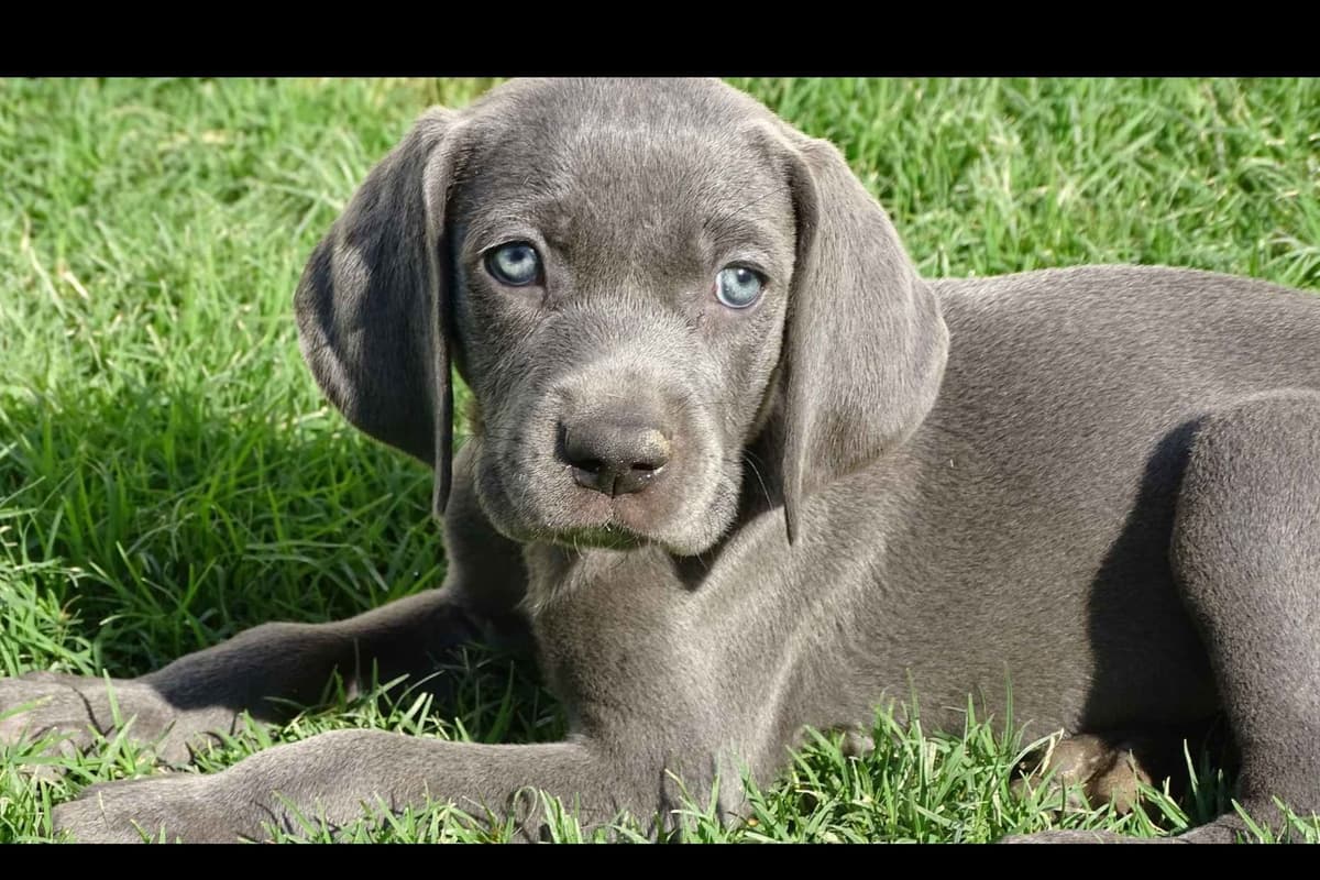 German Shorthaired Pointer Puppies breeder image 23