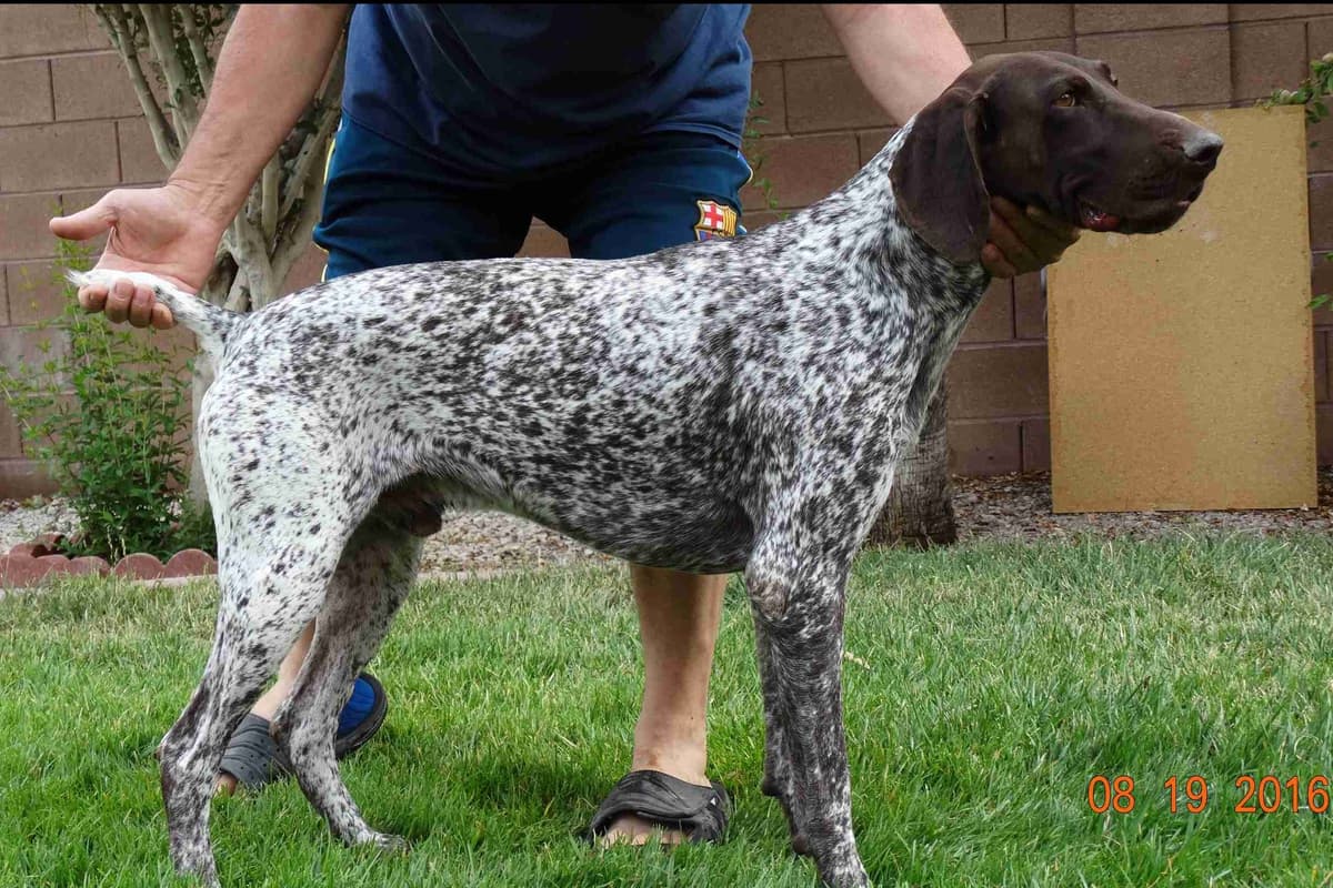 German Shorthaired Pointer Puppies breeder image 24