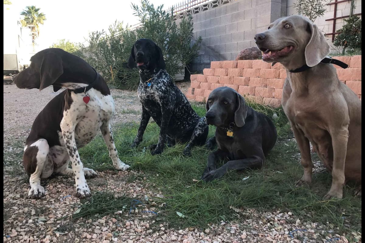 German Shorthaired Pointer Puppies breeder image 25