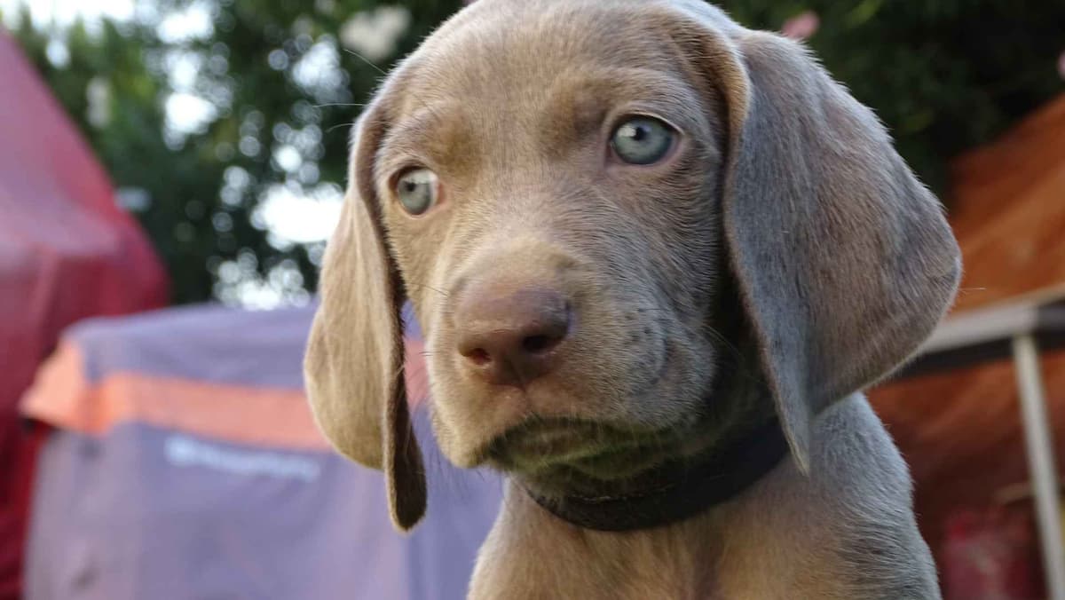 German Shorthaired Pointer Puppies breeder image 26