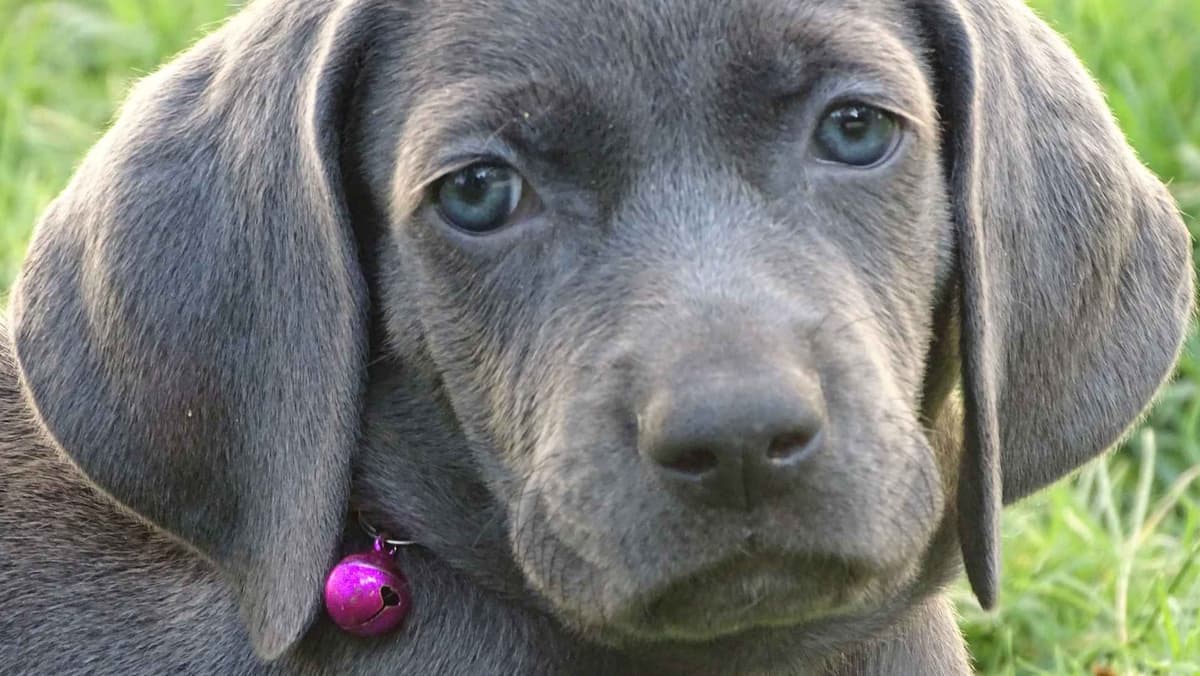 German Shorthaired Pointer Puppies breeder image 28