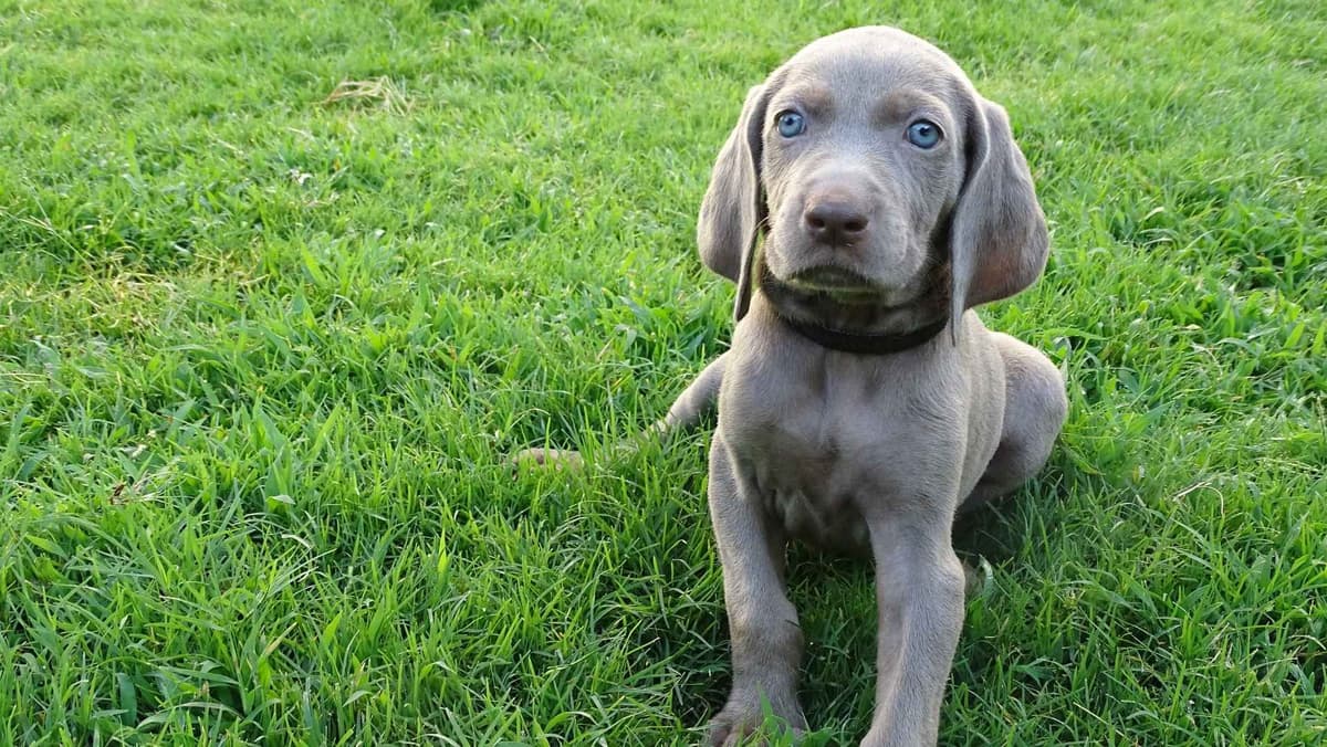 German Shorthaired Pointer Puppies breeder image 30