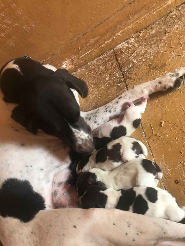 German Shorthaired Pointer Puppies media 3