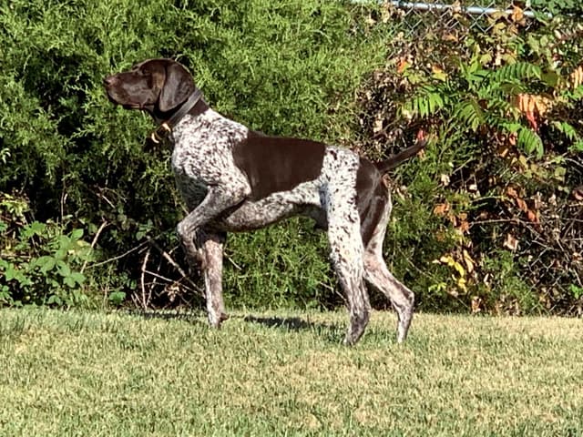 German Shorthaired Pointer Puppies media 4