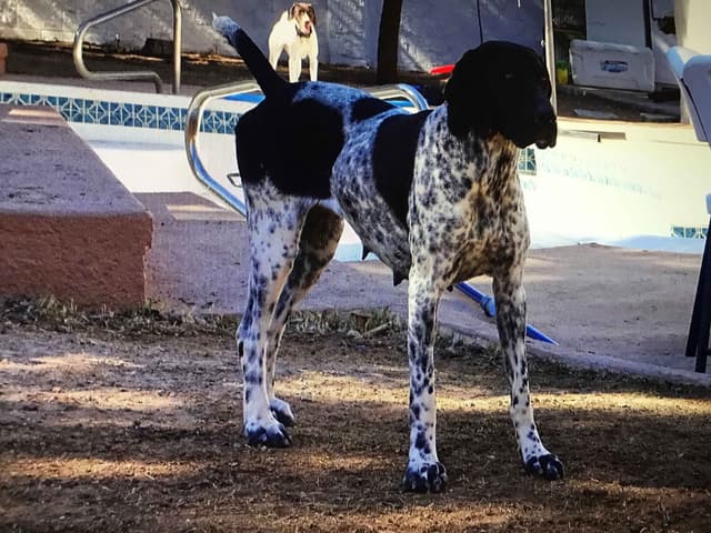 German Shorthaired Pointer Puppies media 5