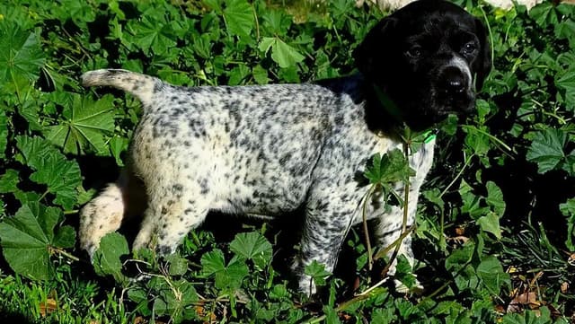 German Shorthaired Pointer Puppies media 7