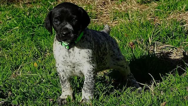 German Shorthaired Pointer Puppies media 8