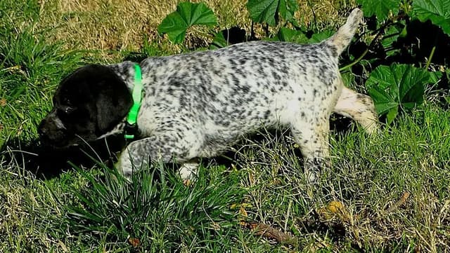 German Shorthaired Pointer Puppies media 9