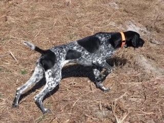 German Shorthaired Pointer Puppies media 10