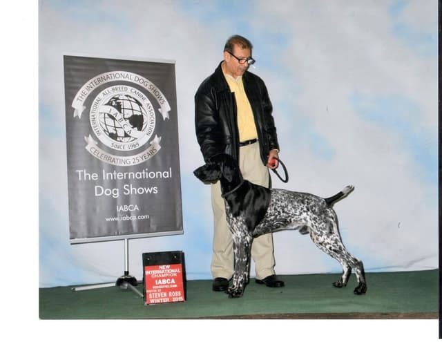 German Shorthaired Pointer Puppies media 2