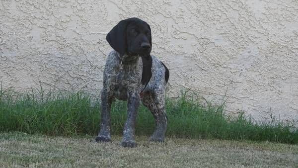 German Shorthaired Pointer Puppies media 11