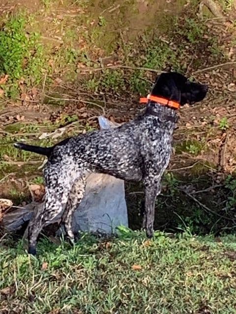 German Shorthaired Pointer Puppies media 12