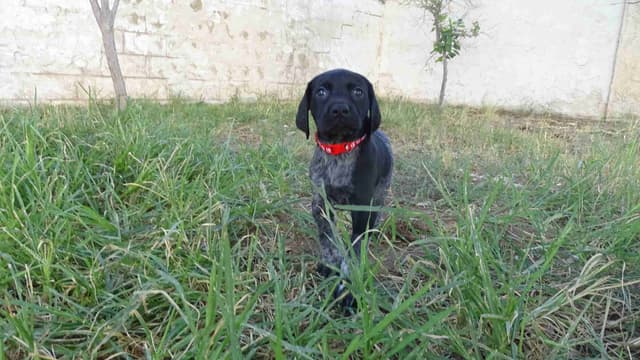 German Shorthaired Pointer Puppies media 15