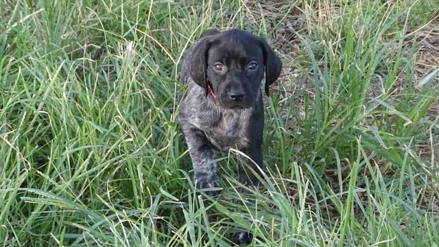 German Shorthaired Pointer Puppies media 16
