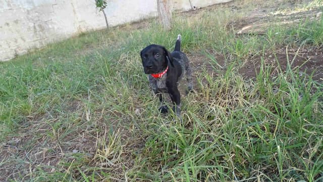 German Shorthaired Pointer Puppies media 17