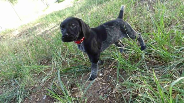 German Shorthaired Pointer Puppies media 18