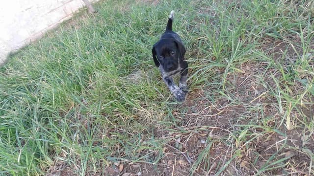 German Shorthaired Pointer Puppies media 19