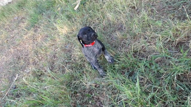 German Shorthaired Pointer Puppies media 20