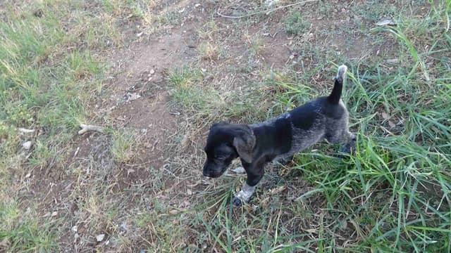 German Shorthaired Pointer Puppies media 21
