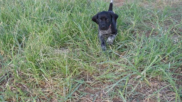 German Shorthaired Pointer Puppies media 22