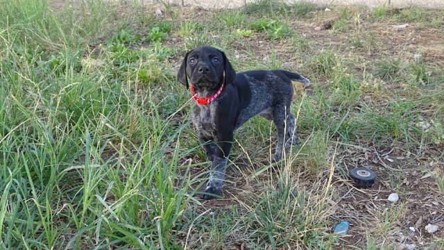 German Shorthaired Pointer Puppies media 23