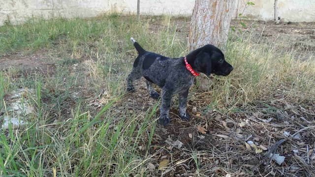 German Shorthaired Pointer Puppies media 24