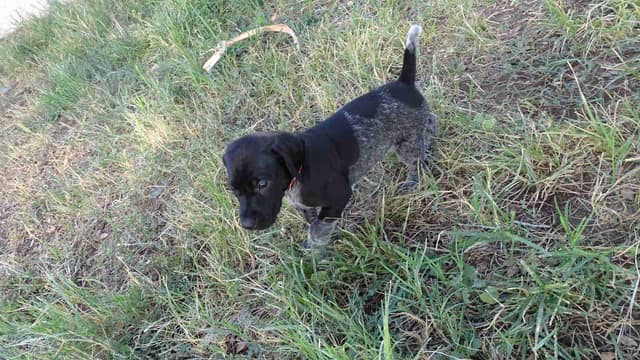 German Shorthaired Pointer Puppies media 26
