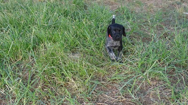 German Shorthaired Pointer Puppies media 25