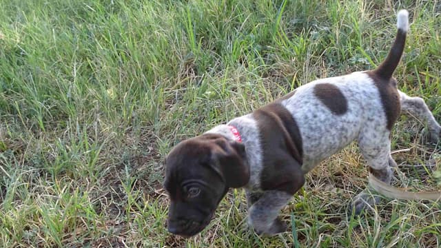 German Shorthaired Pointer Puppies media 28