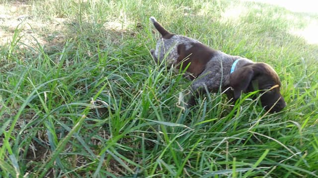 German Shorthaired Pointer Puppies media 29