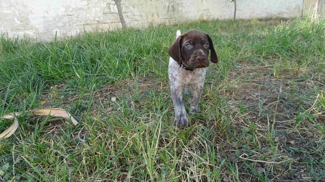 German Shorthaired Pointer Puppies media 30