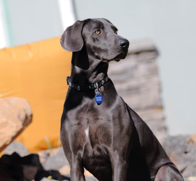 Weimaraner Puppies media 2