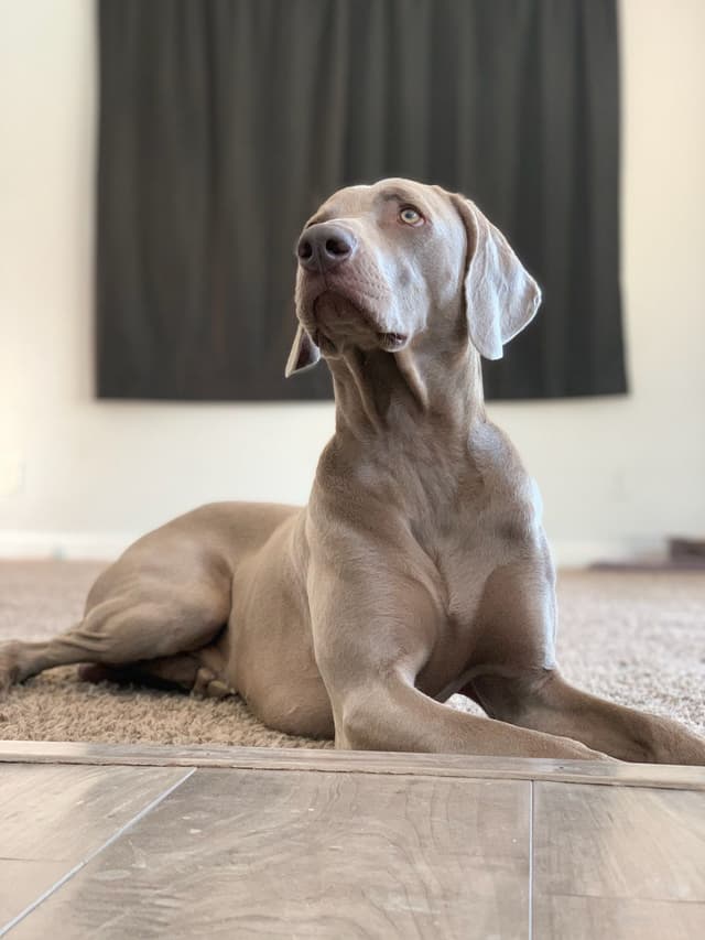 Weimaraner Puppies media 3