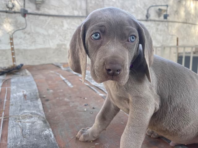 Weimaraner Puppies media 4