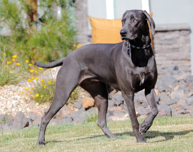 Weimaraner Puppies media 5