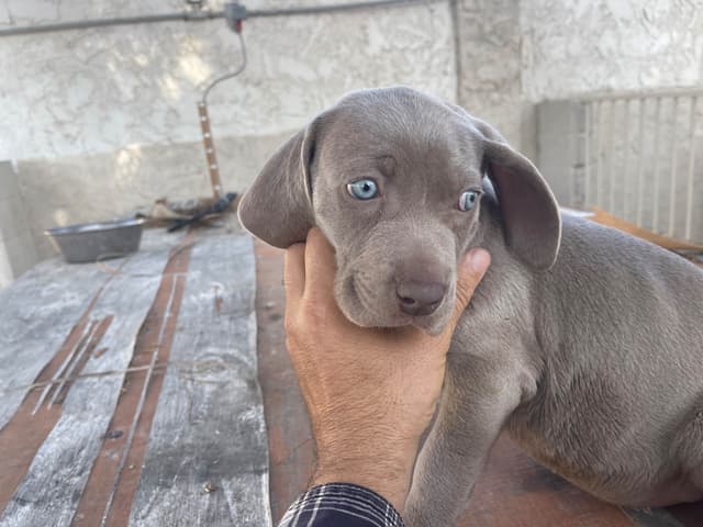 Weimaraner Puppies media 6