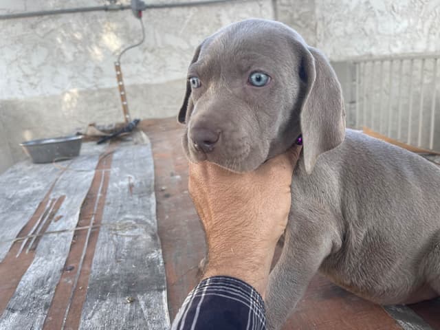 Weimaraner Puppies media 8
