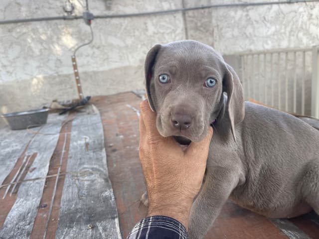Weimaraner Puppies media 7