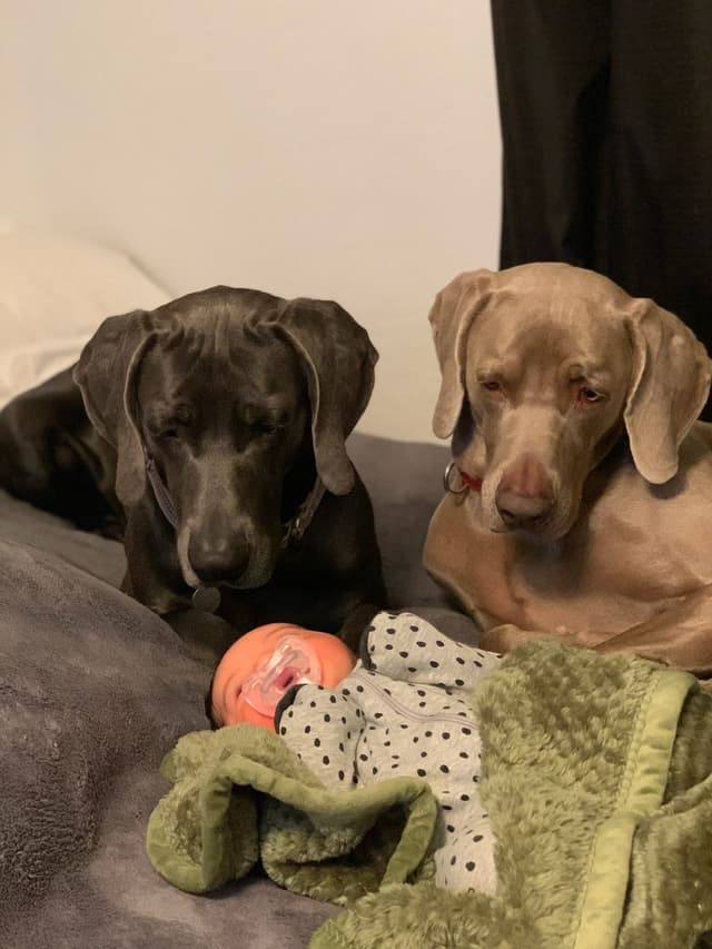 Weimaraner Puppies media 10