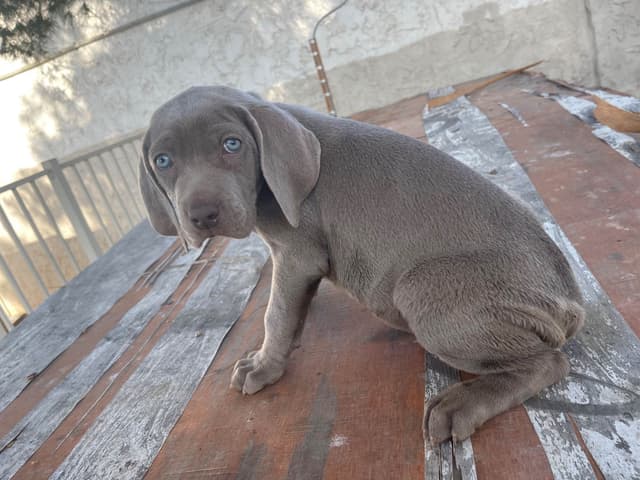 Weimaraner Puppies media 11