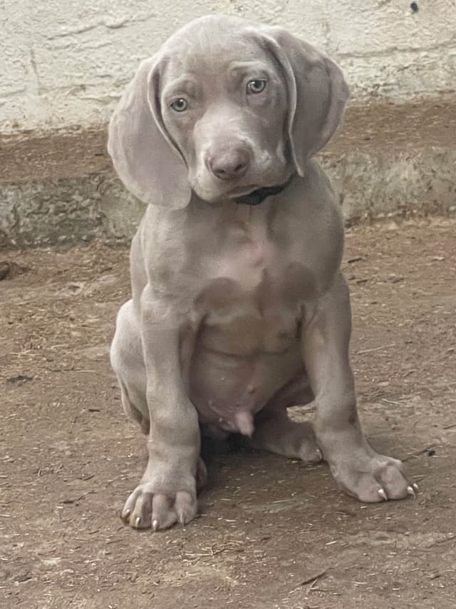 Weimaraner Puppies media 12