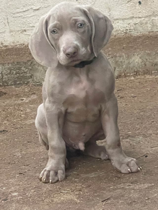 Weimaraner Puppies media 13