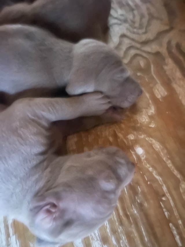 Weimaraner Puppies media 14